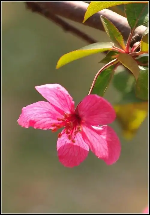 【原摄】北美海棠"丰盛"