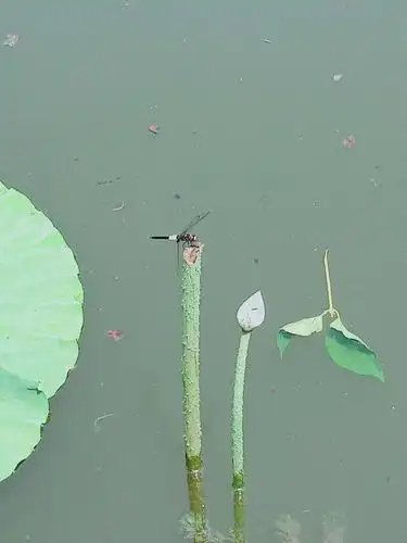 小荷才露尖尖角,早有蜻蜓落上头.