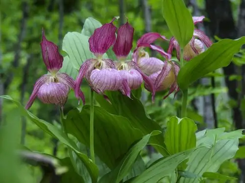 今天有野生兜兰展现给大家.