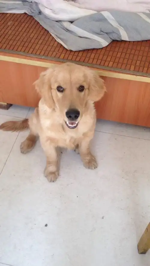 我家金毛 公的 6个月大了,从小喘气就觉得我些困难 以为没事了,现在6