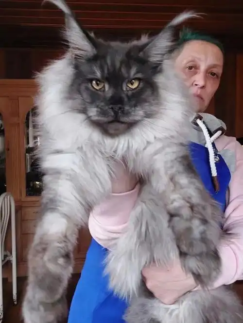 巨型缅因你的身材个头还是让大众点评吧