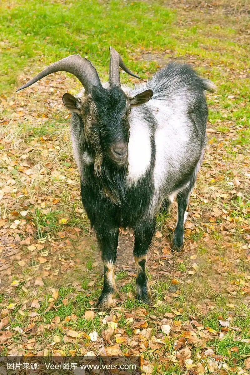 的动物.长着大角的老山羊