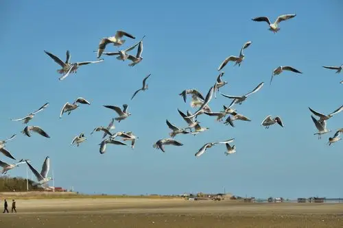 银滩海边的海鸥 - 美篇