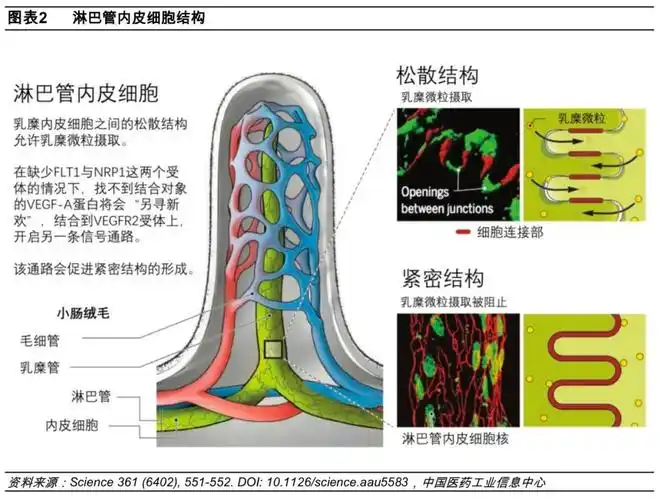 一般情况下,乳糜管内皮细胞之间的连接比较松散(button junctions),装