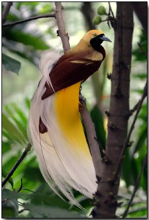 p>华丽长尾风鸟分布于太平洋诸岛屿,属于雀形目,极乐鸟科. /p>