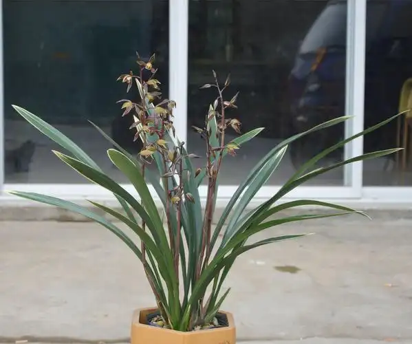 墨兰兰兰花苗金边叶艺兰花大勋冬带花苞室内时令草本花卉