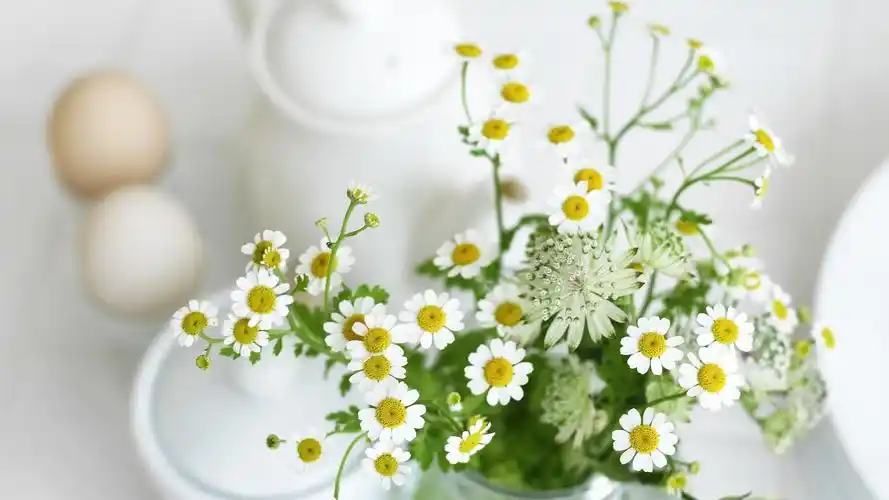 唯美文艺静物高清桌面壁纸图片