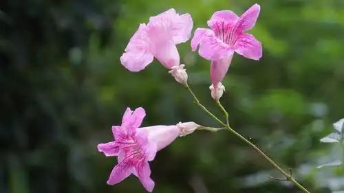 可见,紫云藤是一种寓意深刻的感情之花.