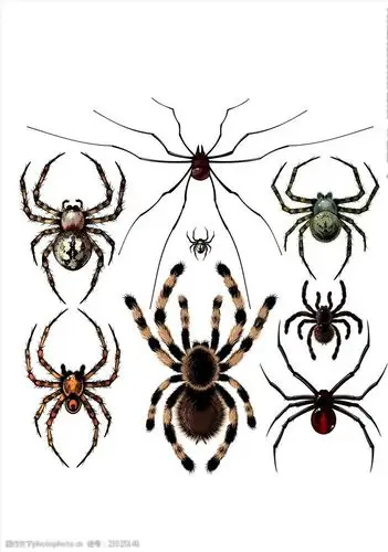 蜘蛛矢量图下载蜘蛛素材下载