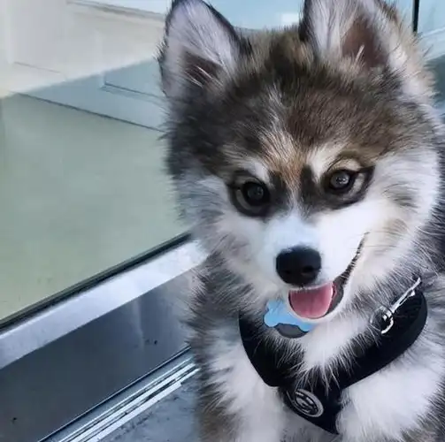 如果花3000块钱买一只串串狗,你愿意吗?_纯种_狗狗_基因