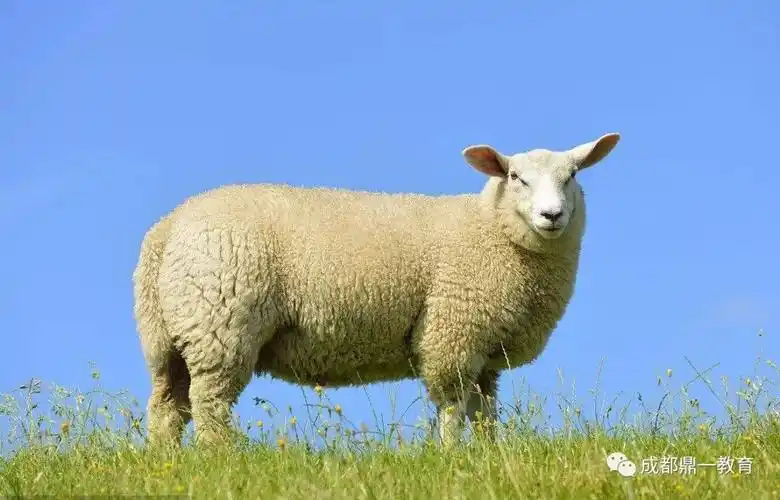 好作文是怎样练成的一只羊其实怎样