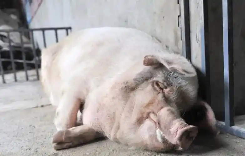 纪实:汶川地震中被埋废墟36天获救的"猪坚强",死后被做成标本