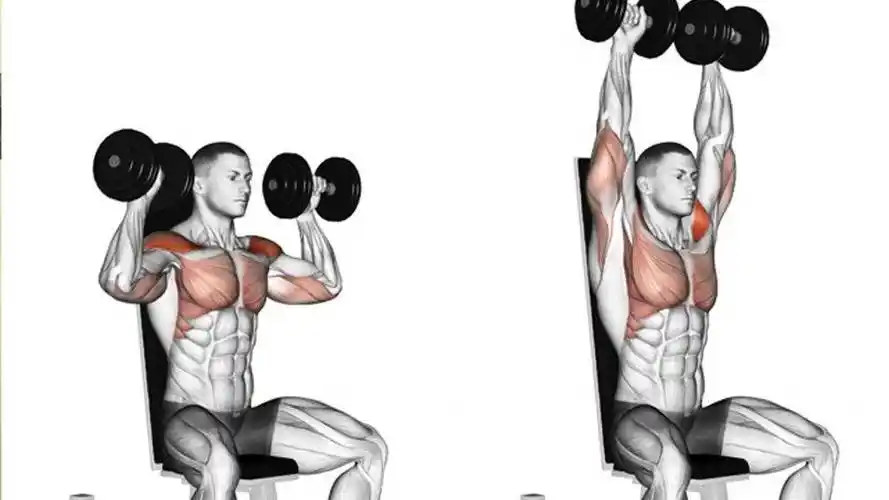每组8-12次,做4组动作6,俯身哑铃飞鸟锻炼肩部肌群,每组8-12次,做4组