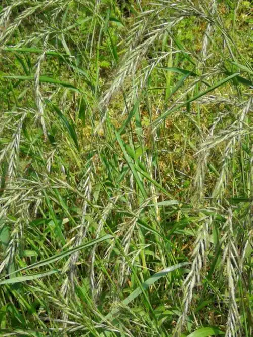 1,针茅(克氏针茅):禾本科针茅属草本植物.