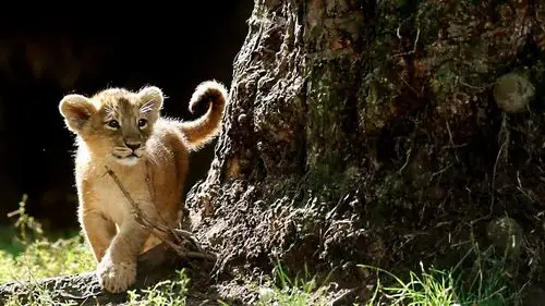 森林里的可爱小狮子高清桌面壁纸