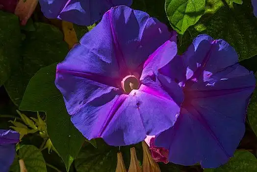 紫色牵牛花图片_紫色牵牛花图片大全_紫色牵牛花图片下载