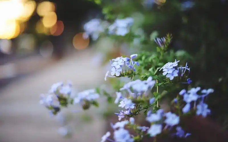 花朵,植物,自然,意境,阳光,唯美,清新,恋恋凡花花朵壁纸图片