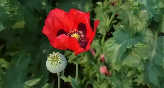 国家对非法种植罂粟,大麻和古柯等毒品原植物的依法处拘留,罚款.