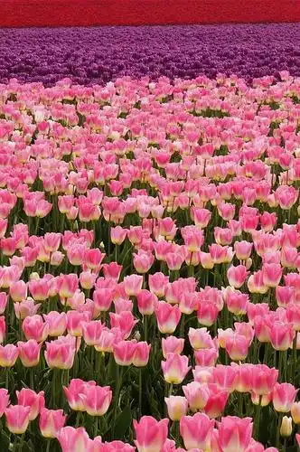 六月花海,浪漫唯美