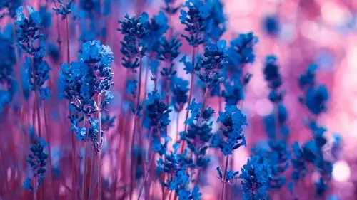 蓝色的薰衣草花,紫色的背景虚化