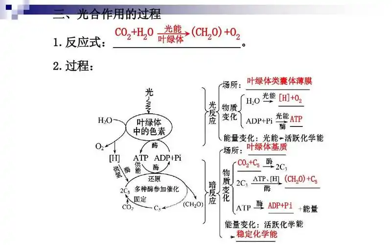 4能量之源—光与光合作用答案ppt