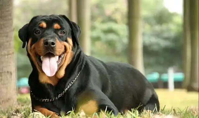 世界名犬罗威纳犬rottweiler