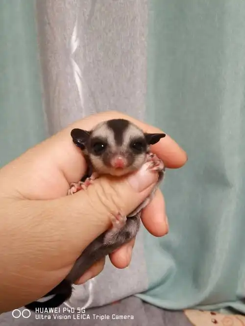 新出炉的一小只蜜袋鼯找新家