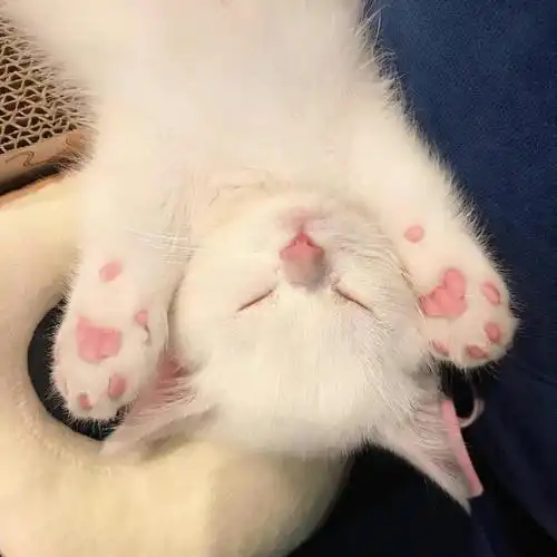 可爱小猫咪头像 你的小可爱已上线__财经头条