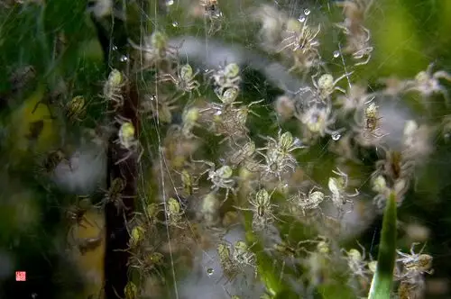 一窝刚孵出来的幼蜘蛛