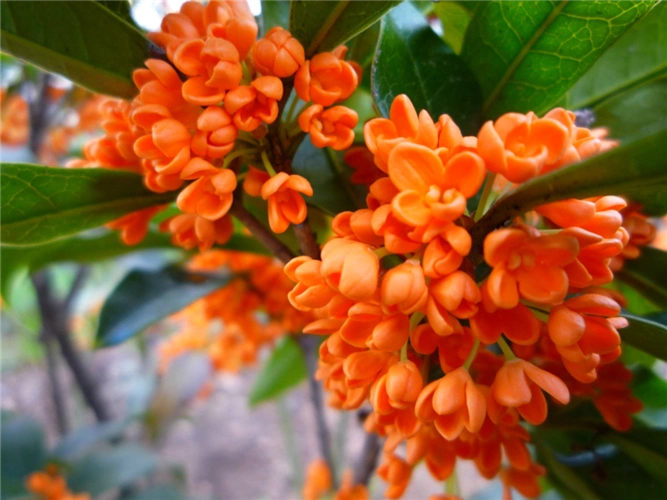 大红朱砂桂广西金球桂广西四季桂