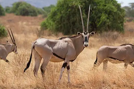 羚羊,长角羚羊,站立,黄色,草