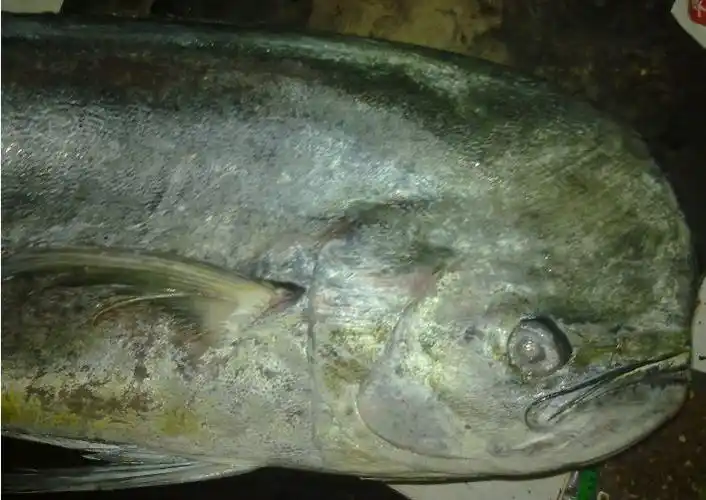 请问谁知道这是什么鱼?多少钱?