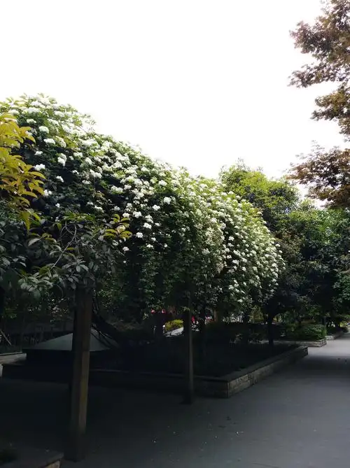 七里香 香气袭人