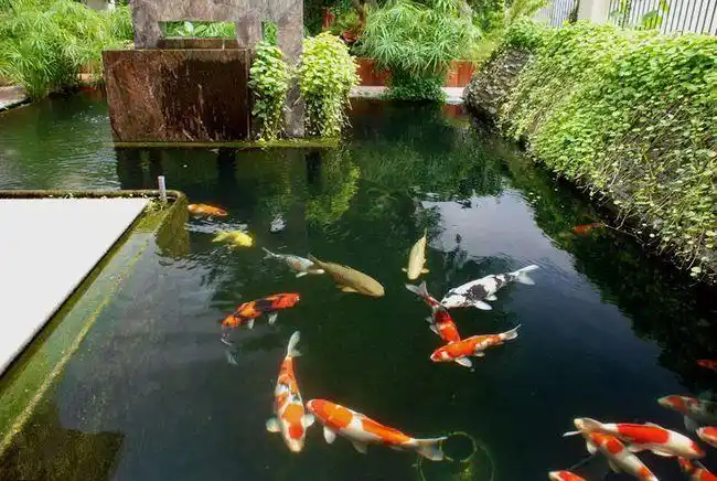 20个"庭院鱼池"案例,如果你有一个庭院,一定要设计一个鱼池!