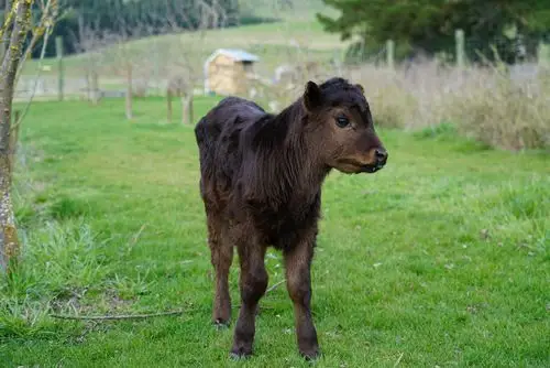 天堂在左,新西兰在右(八) - 美篇