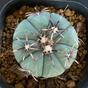 黑刺雷帝 平丸 仙人球 实生 品相如图不退不换