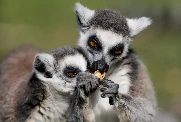 弗罗茨瓦夫动物园的环尾狐猴
