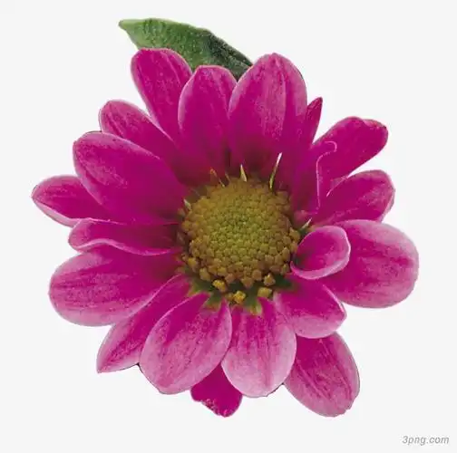 花朵png素材透明免抠图片-动植人物