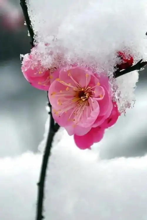 寒梅图片(一剪寒梅图片)_植物知识网