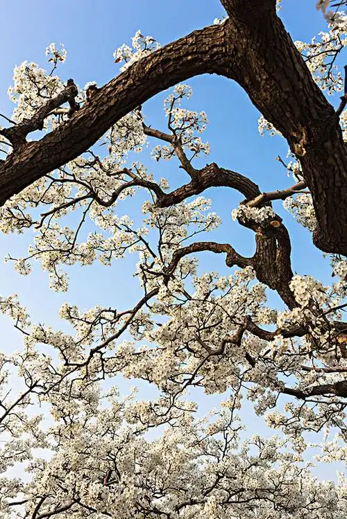 梨花盛开图片_图片大全