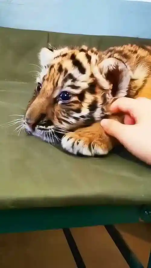 胖嘟嘟的小老虎,太可爱了