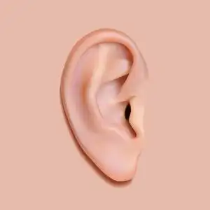 人的耳朵照片