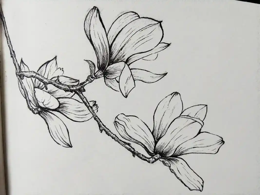 玉兰花#针管笔手绘  照片写生#脱稿练 素材来自小葵水彩时光 - 抖音