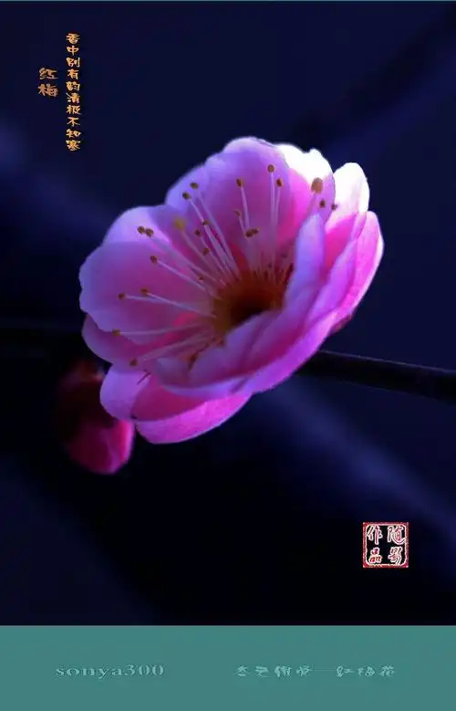 【冬之傲骨—红梅花摄影图片】公园生态摄影_太平洋电脑网摄影部落