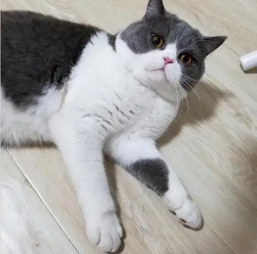 英短猫是一只非常可爱的猫咪,在国内非常受欢迎,养的人很多.