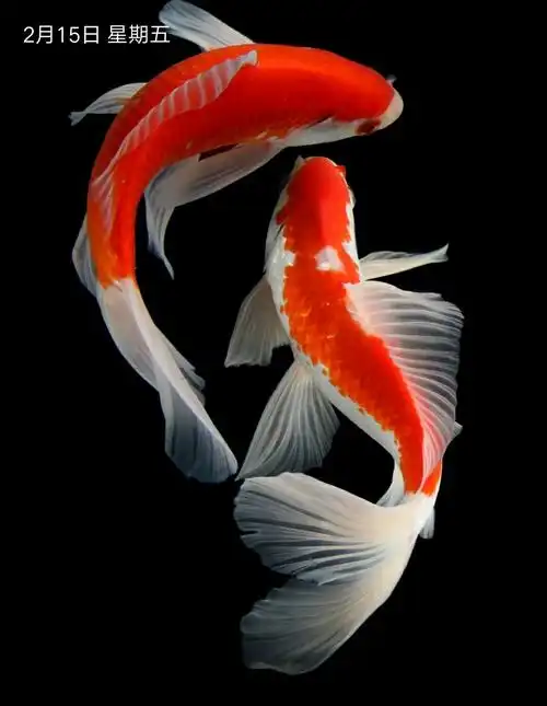 尊重别人就是尊重自己2019-02-15(85)