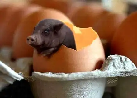 1,刚降生的小乳猪.