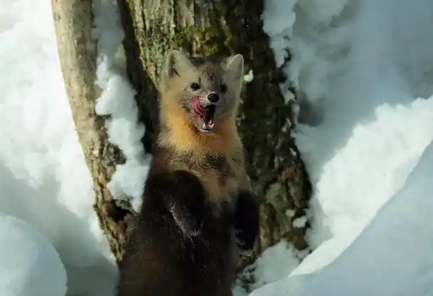 长白山老里克湖摄影师捕捉到罕见野生紫貂觅食画面