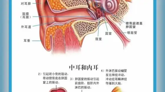 耳朵结构图分享