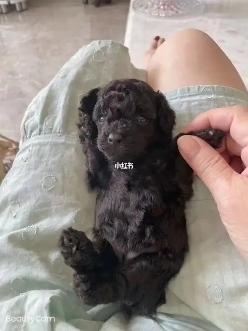 出生不到一个月的小泰迪